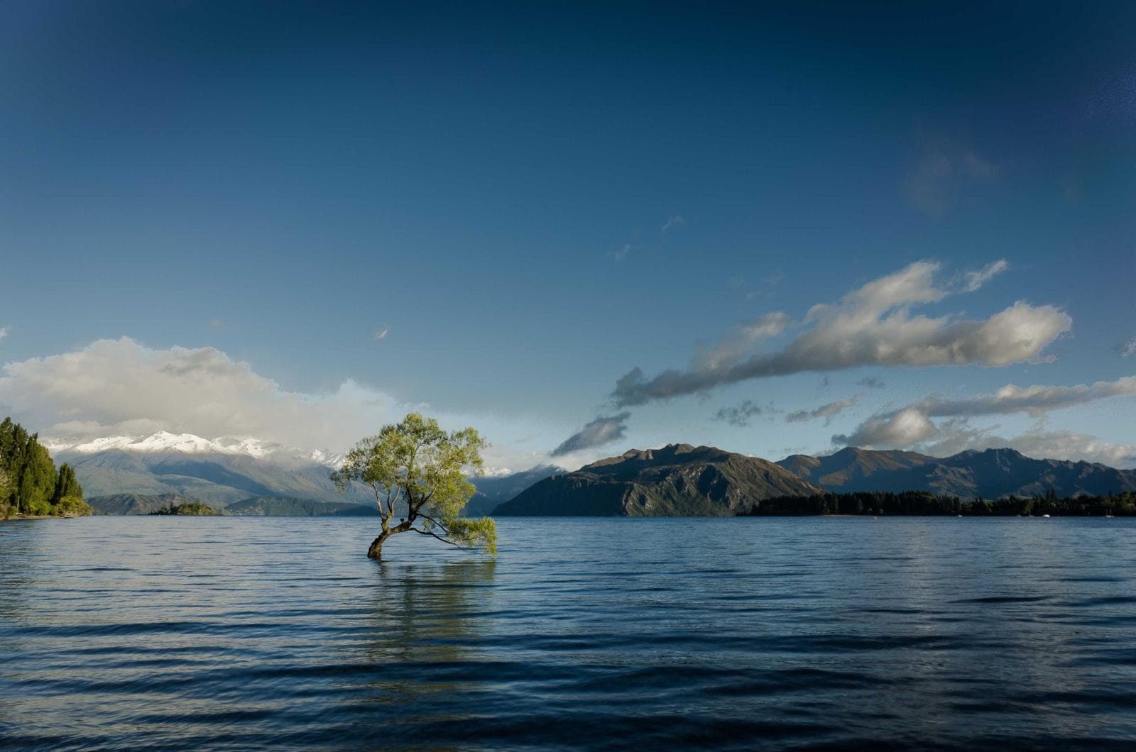 Tree on the water