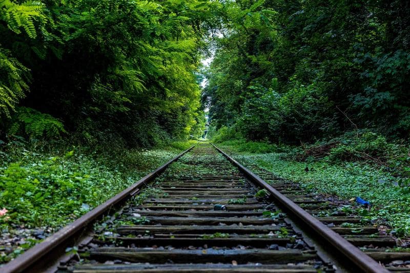 Track through green