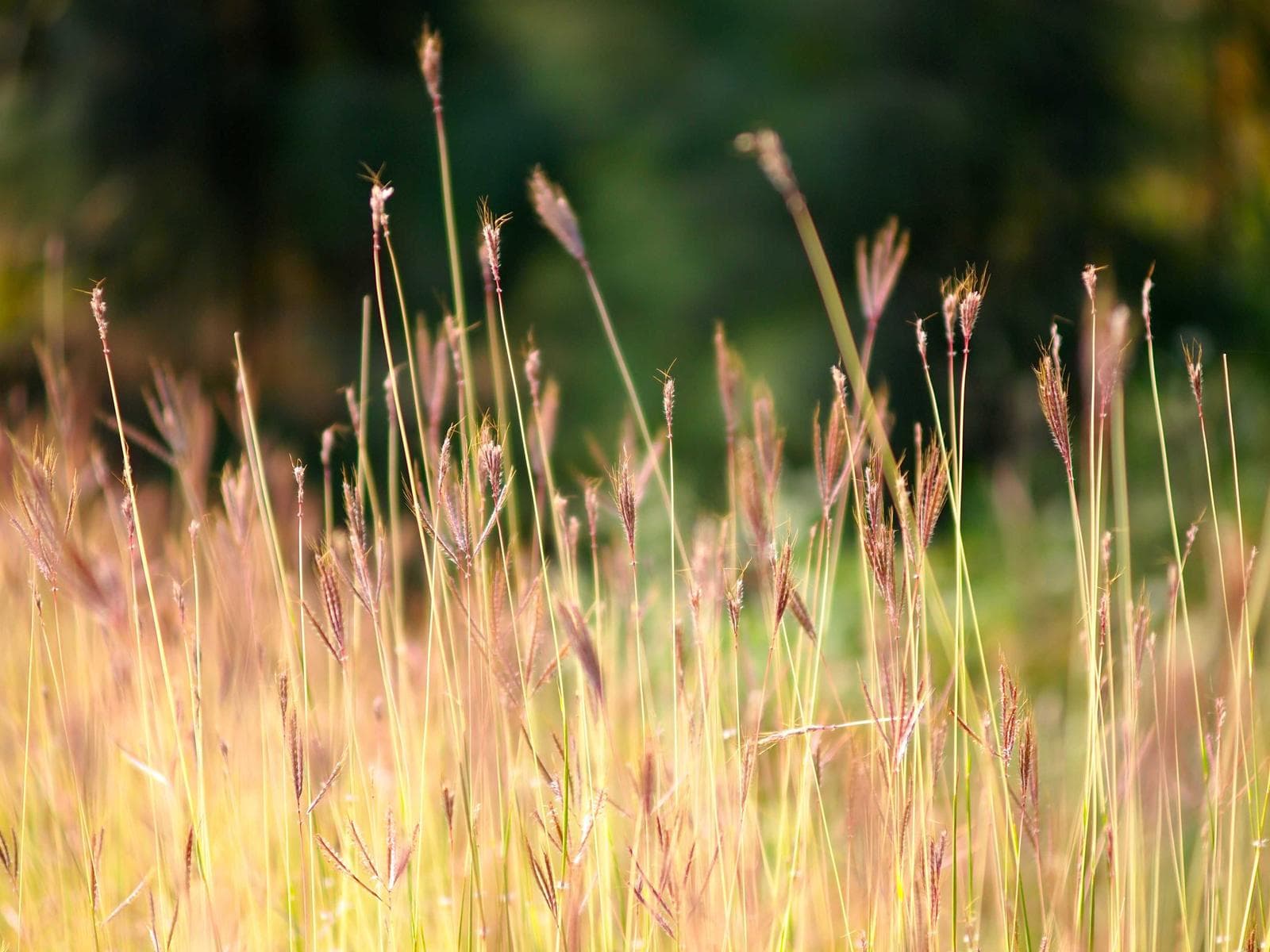 Wild grass