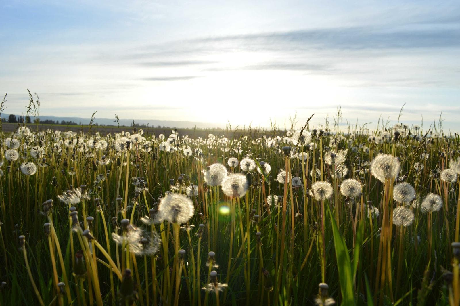 Dandelion field