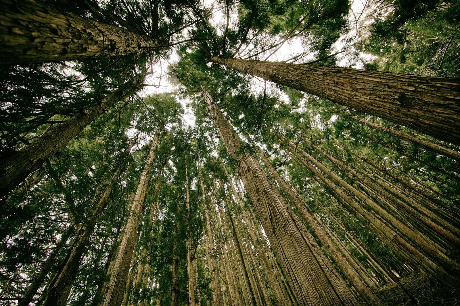 Looking up through bamboo