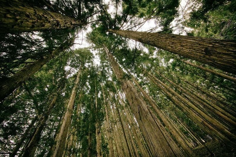 Looking up through bamboo