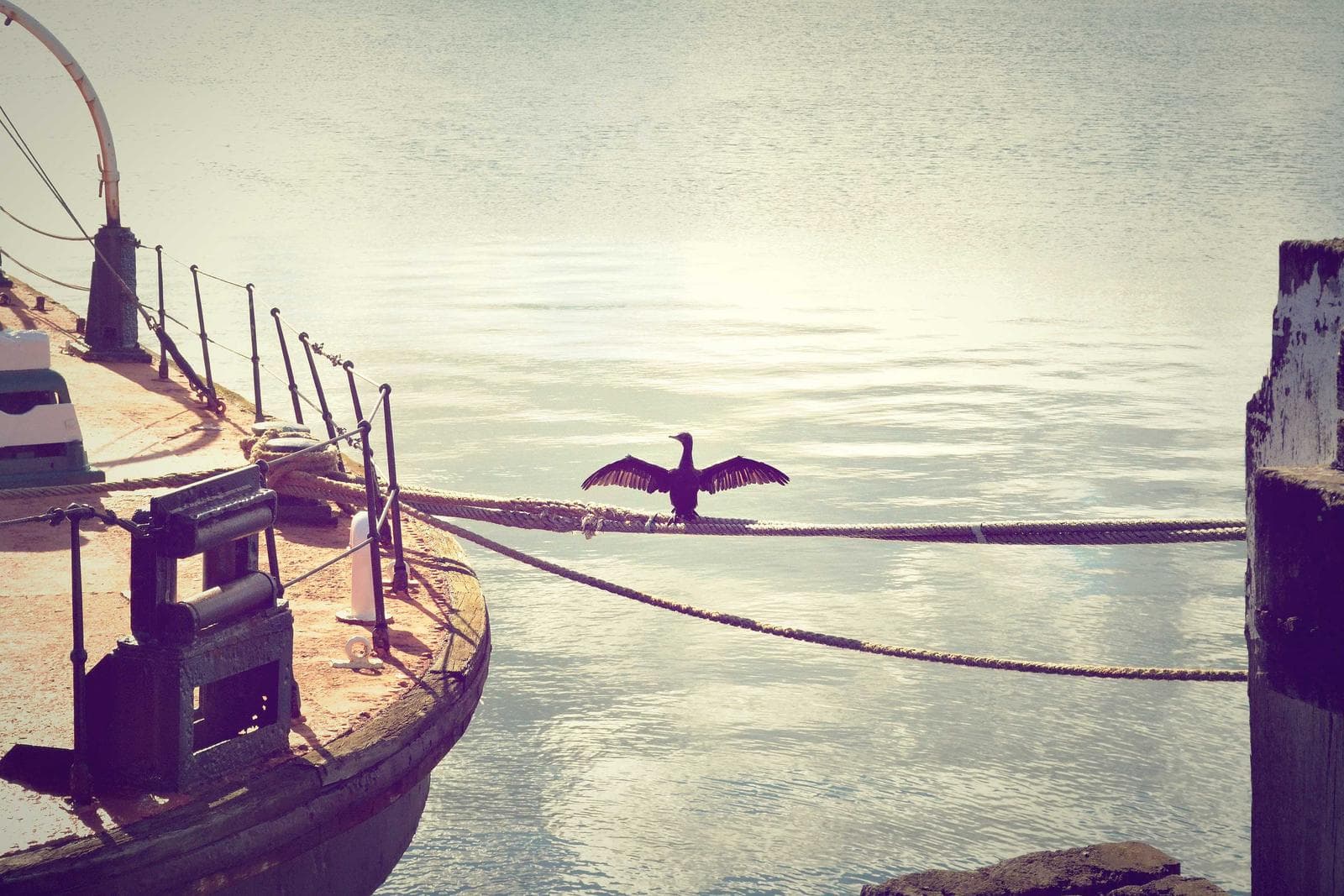 Bird on a mooring line