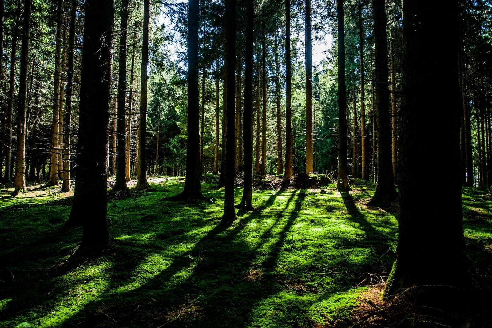Sunlight in the trees
