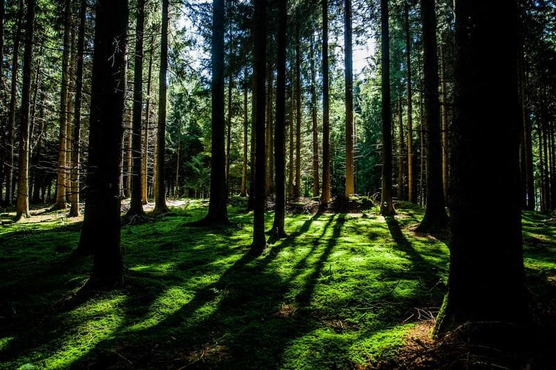 Sunlight in the trees