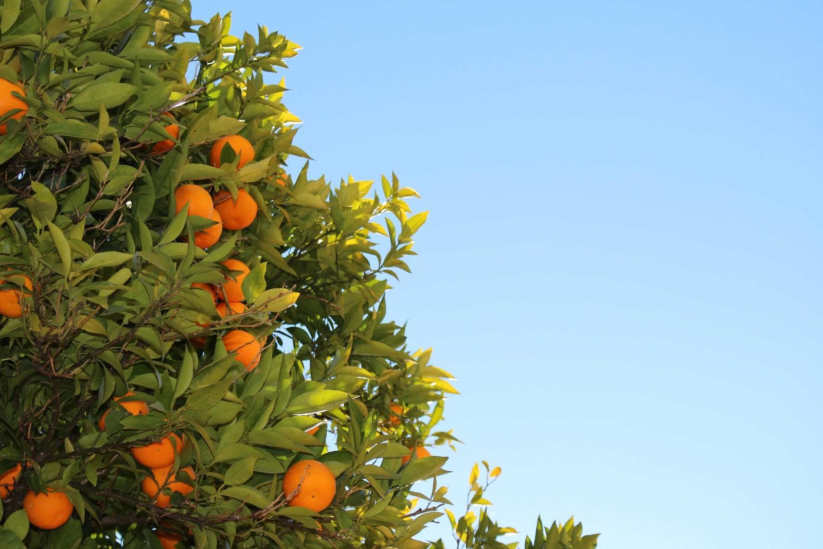 Oranges on the tree