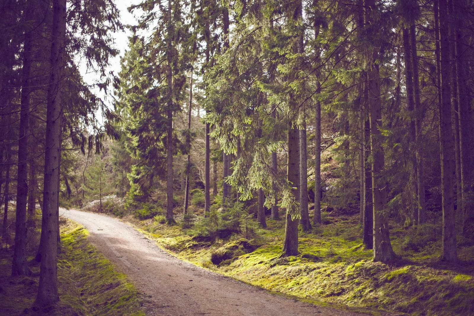 Path in the forest