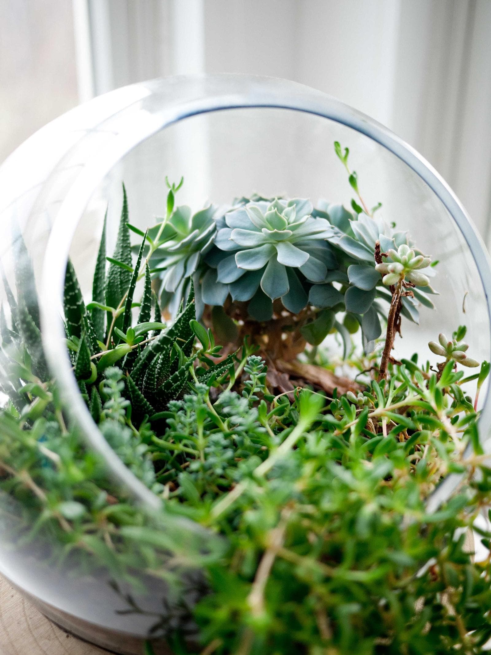 Terrarium