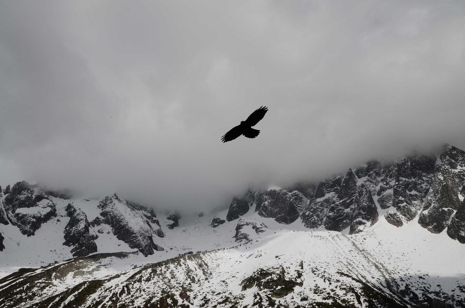 Bird over snow