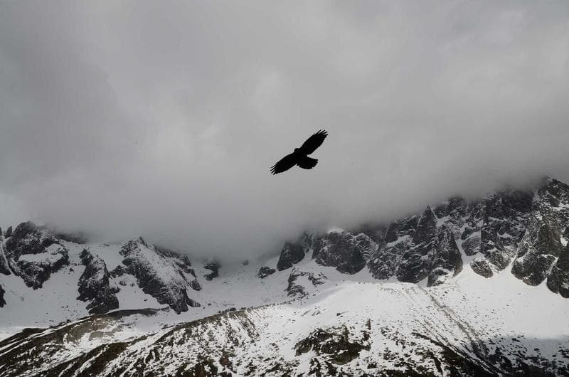 Bird over snow