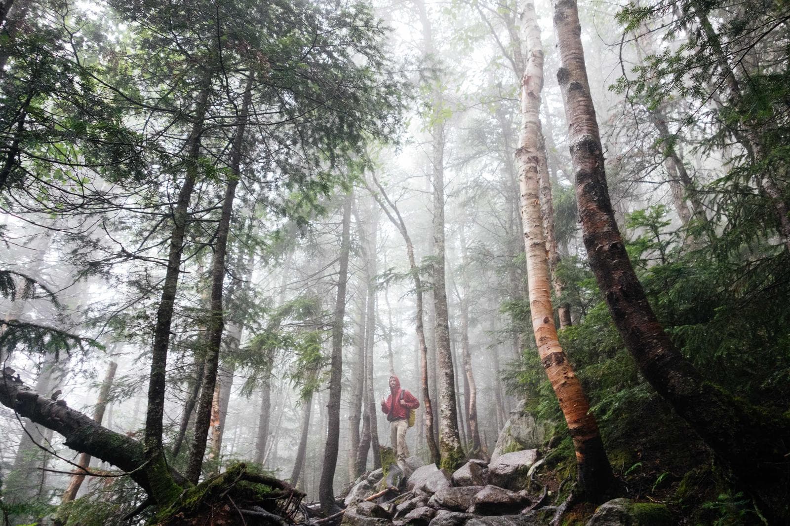 Tall trees in fog