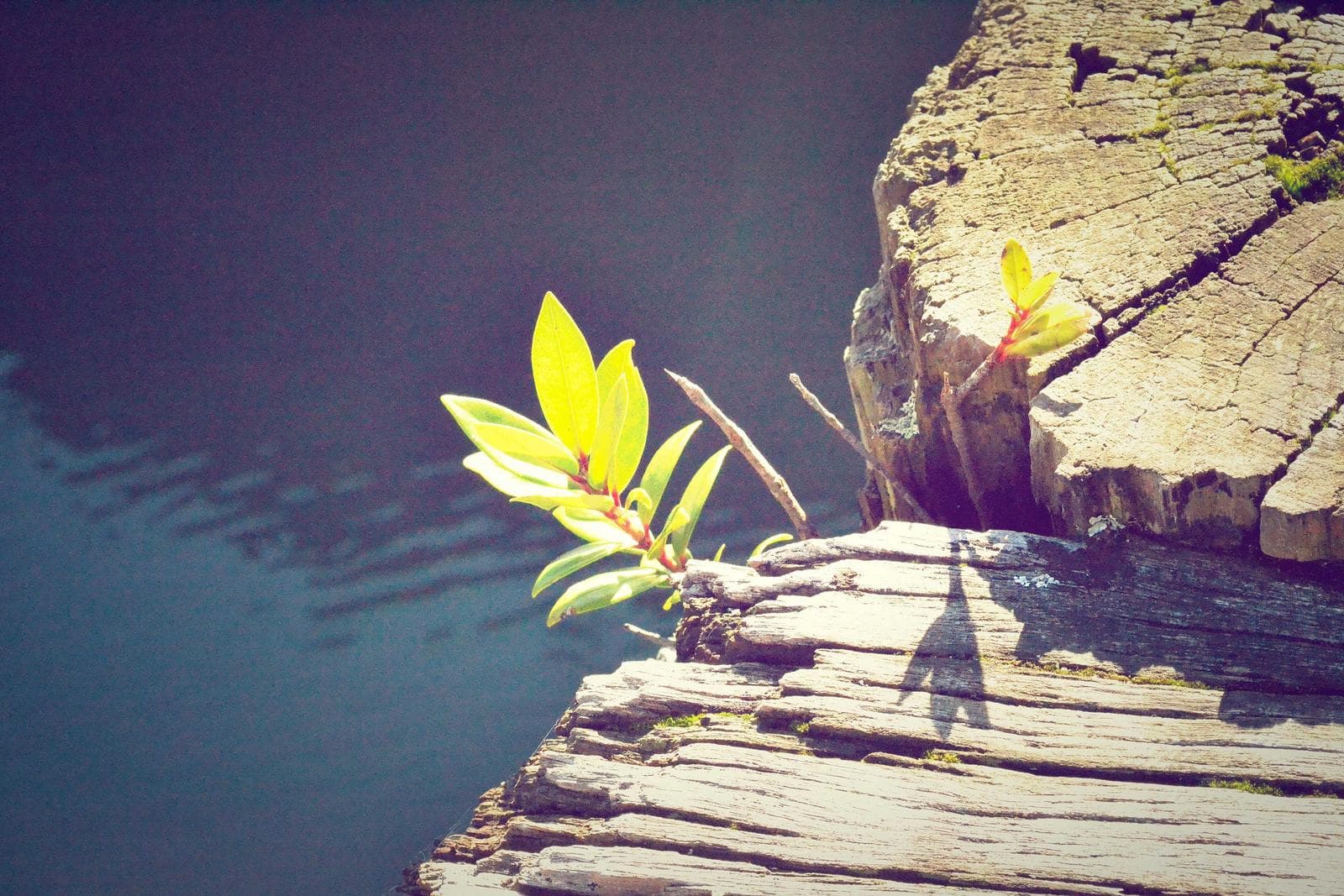 Yellow flower on wood