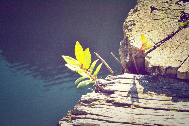 Yellow flower on wood