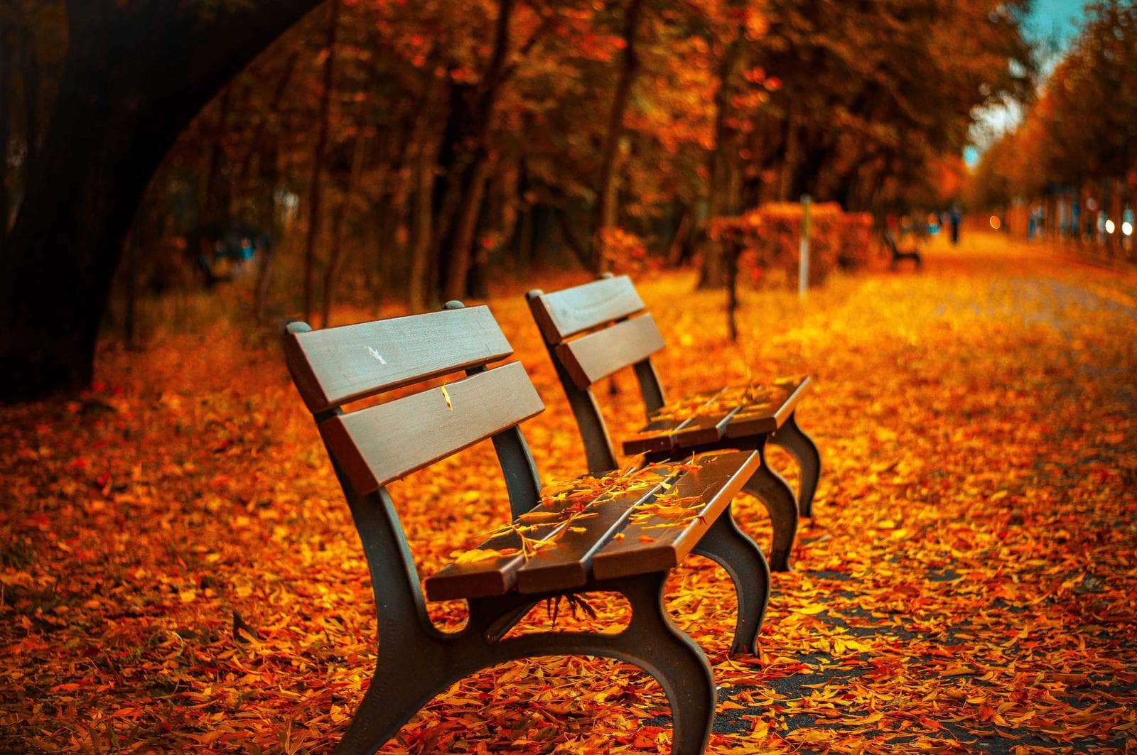 Benches in autumn