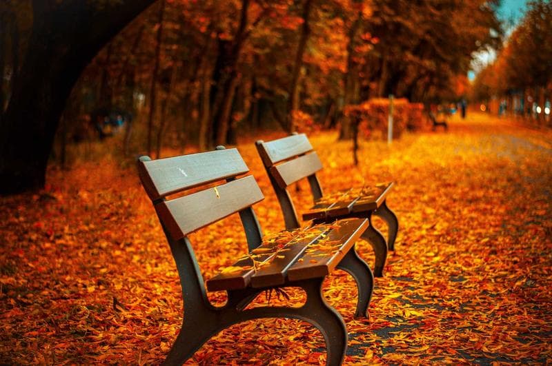 Benches in autumn