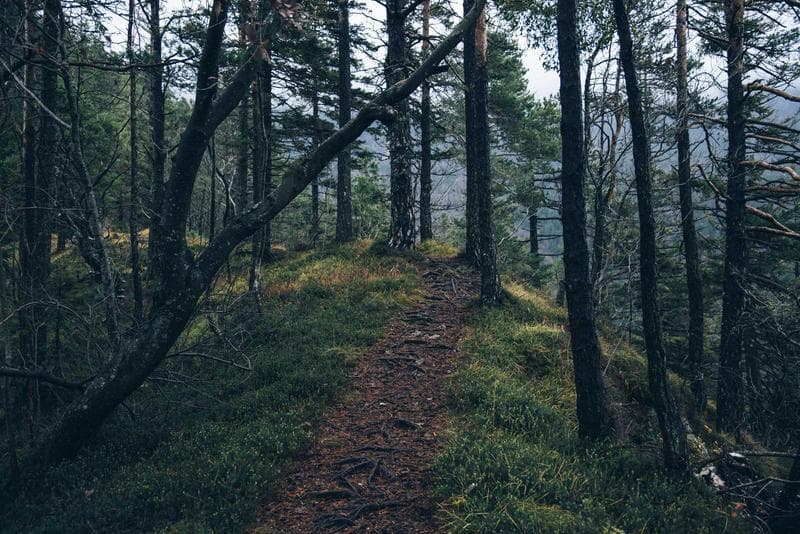 Green path