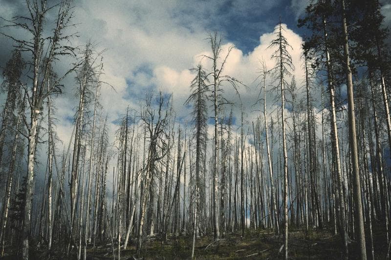 Birches
