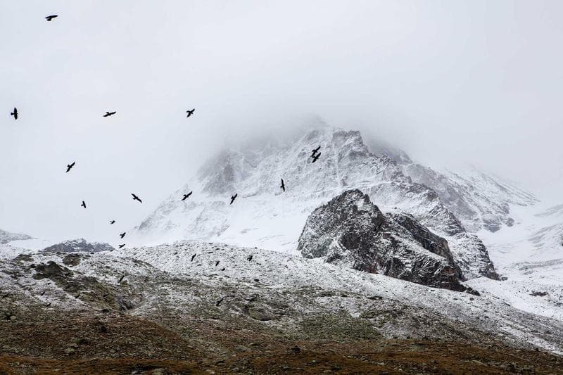 Birds over the mountain