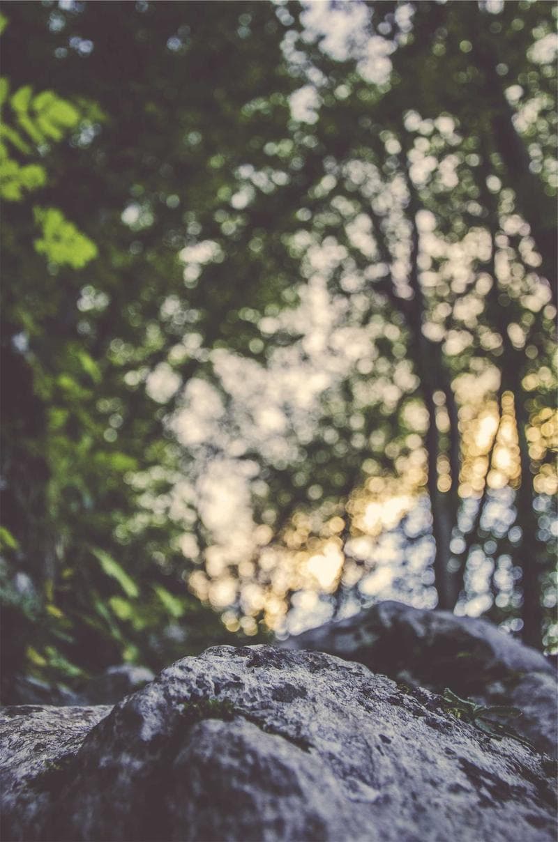 Sun through leaves