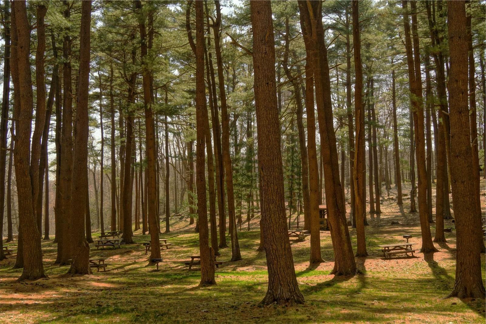 Tall forest