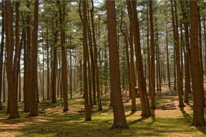 Tall forest