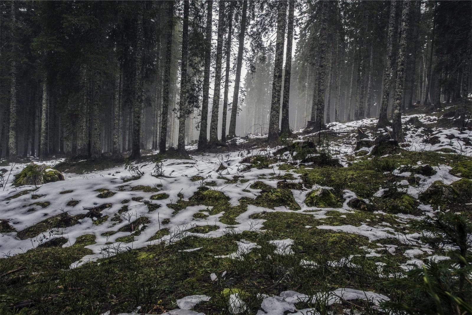 Snow in the wood