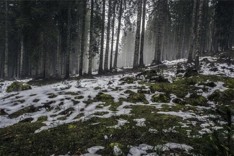 Snow in the wood