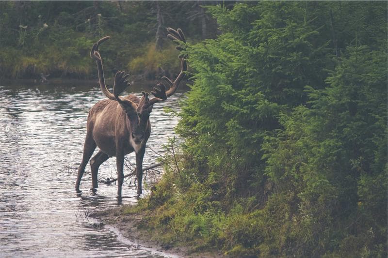 Elk