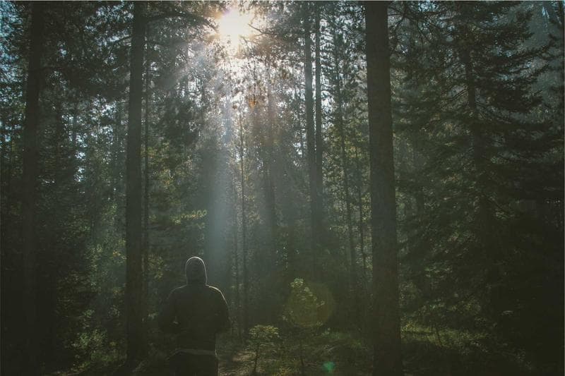 Rays in the forest