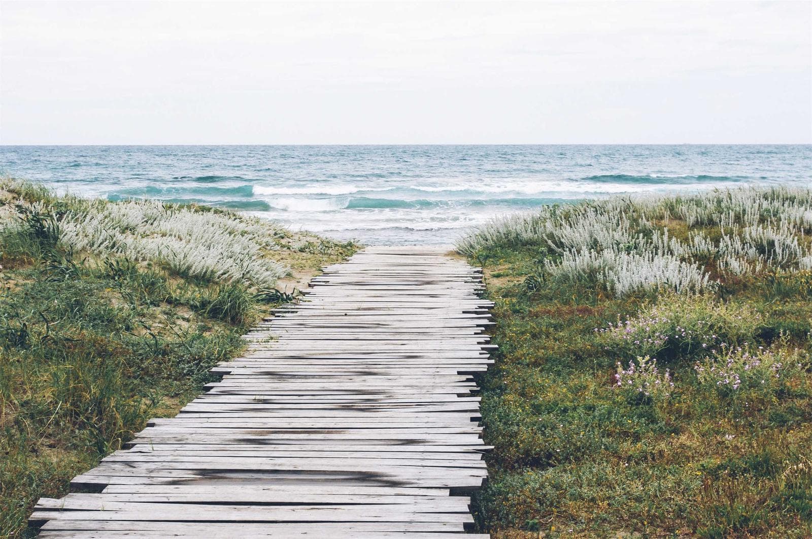 Boardwalk through grass