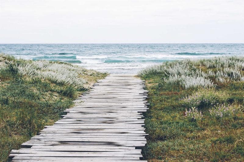 Boardwalk through grass