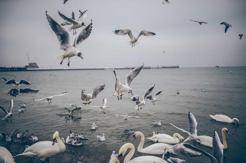Gulls on the sand
