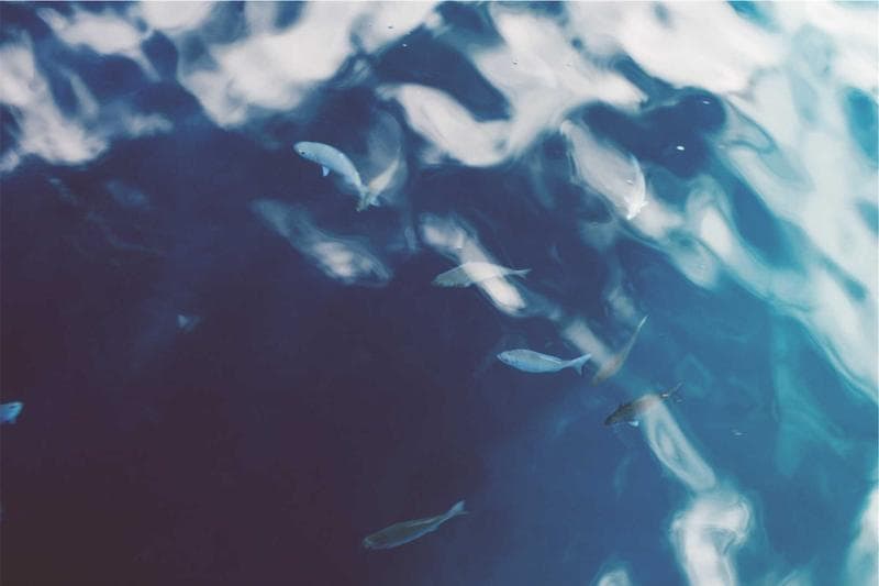 Birds over water