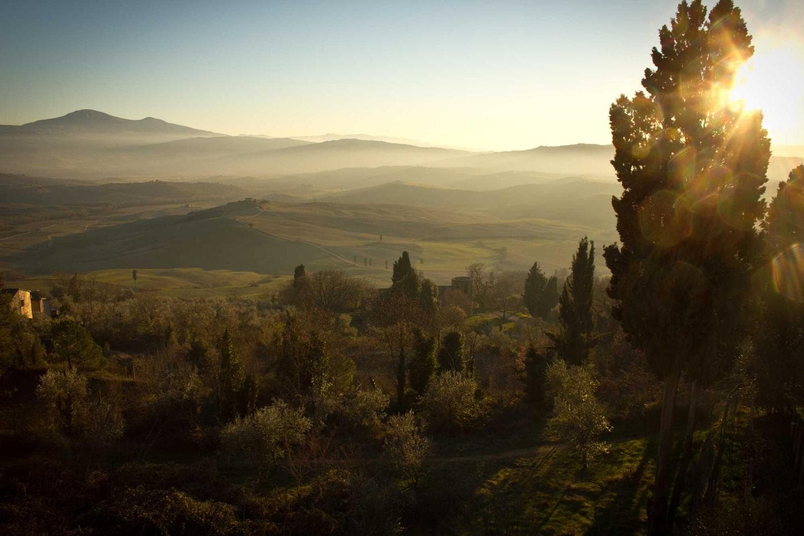 Field and distant trees