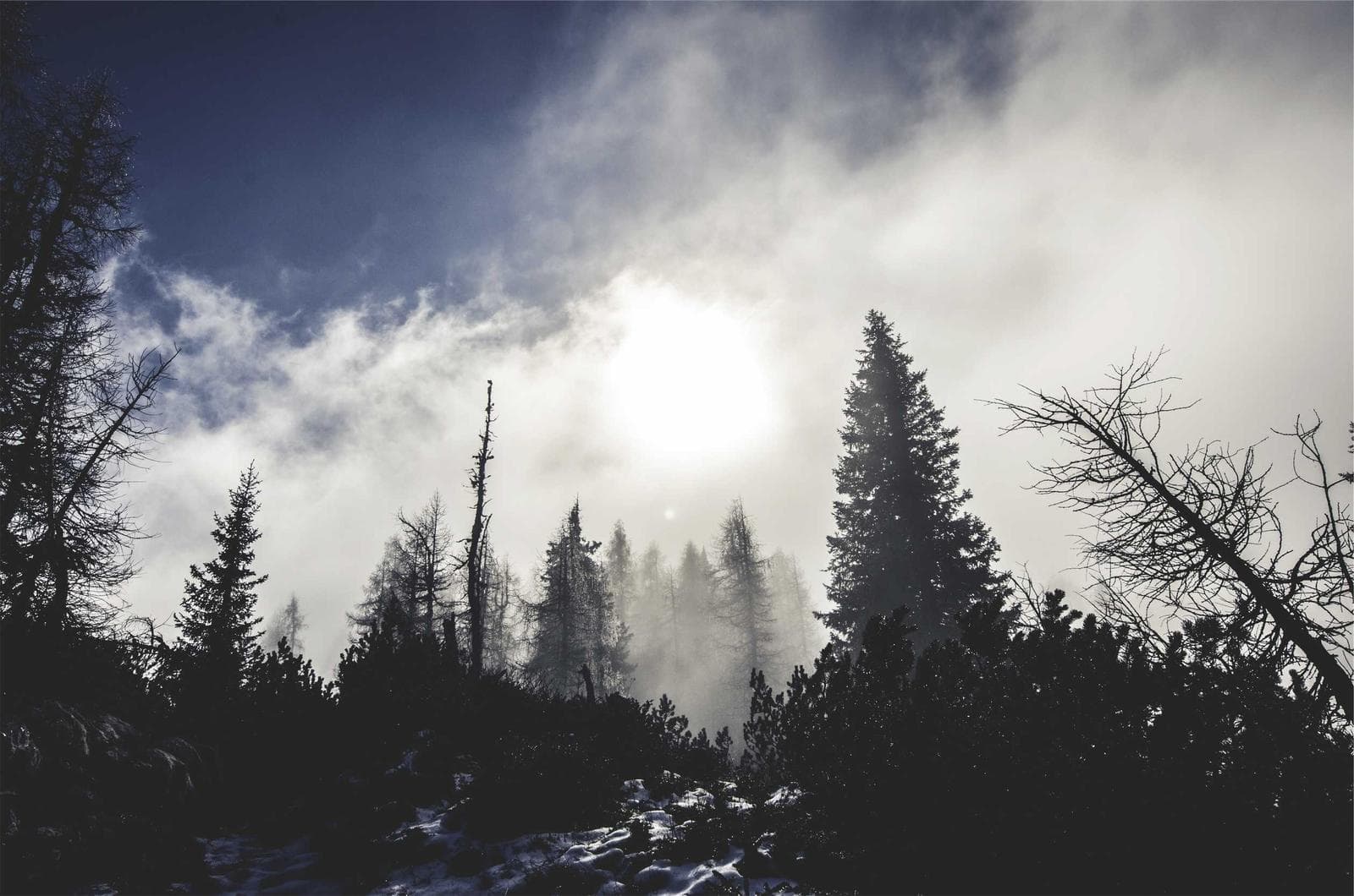 Fog in the pines