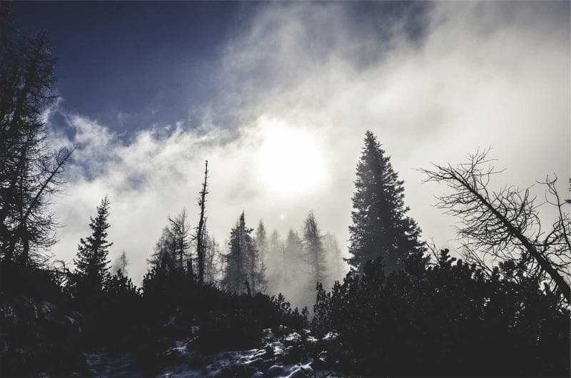 Fog in the pines