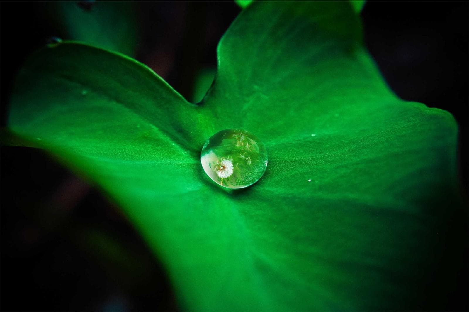 Drop on a leaf