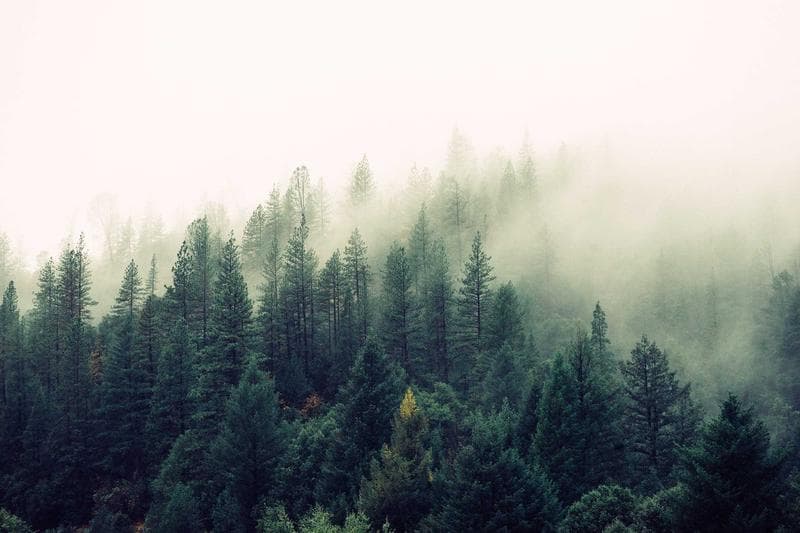 Pines in fog