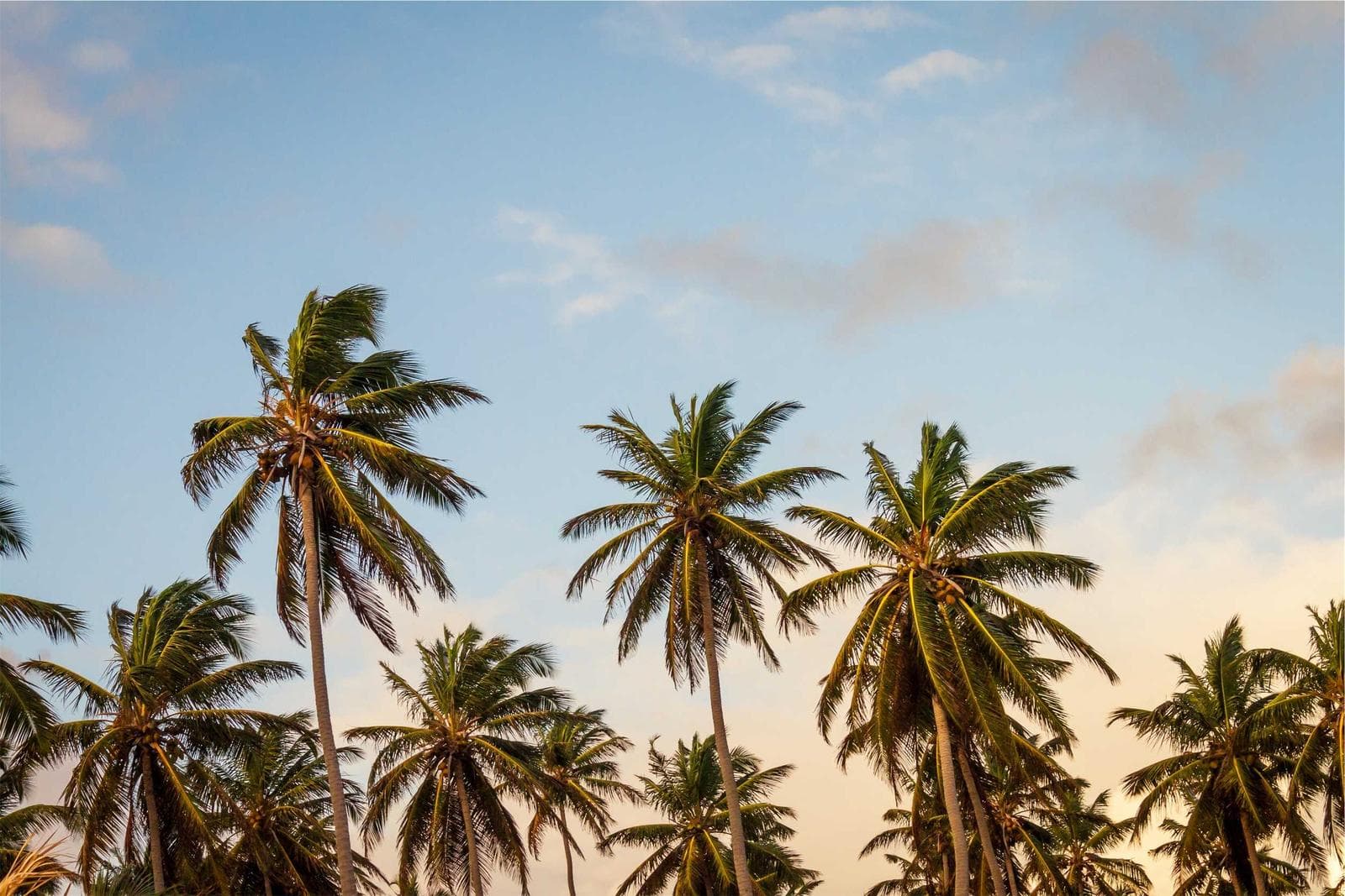 Palms
