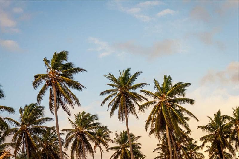Palms