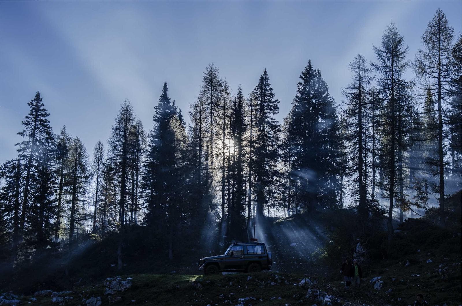 Burnt trees