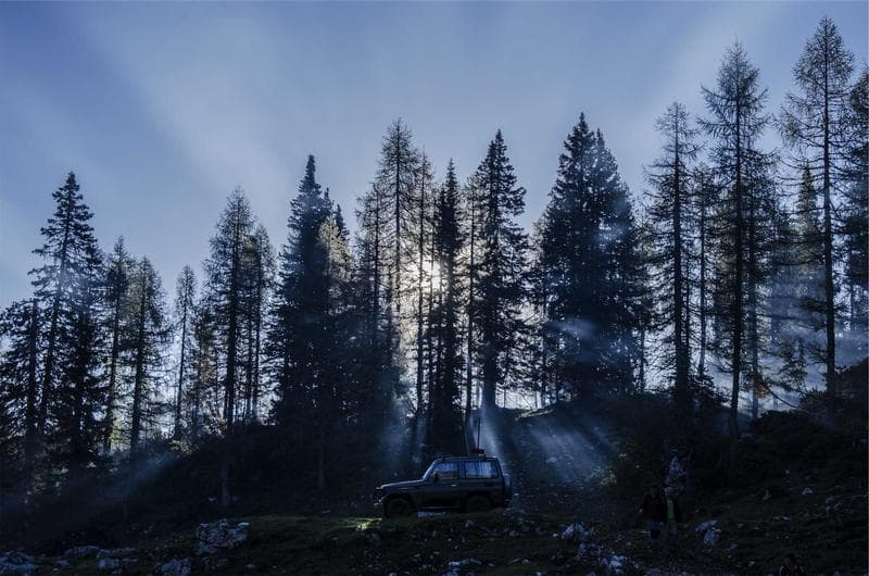 Burnt trees