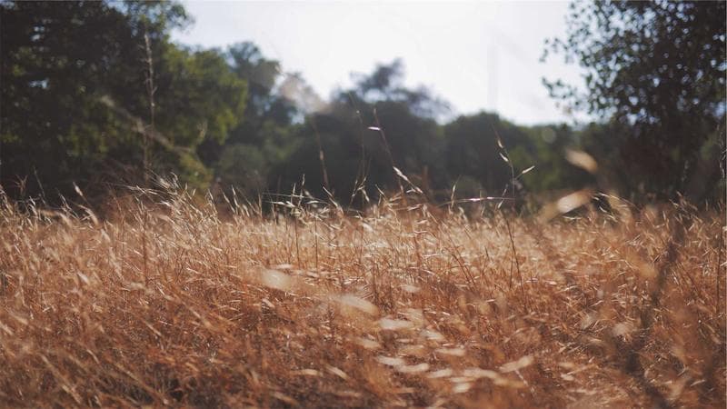 Golden grass