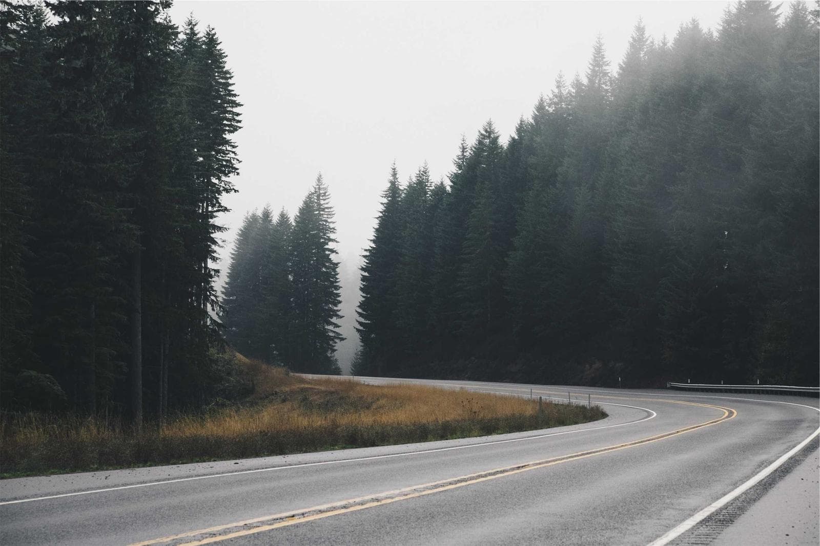 Road by the trees