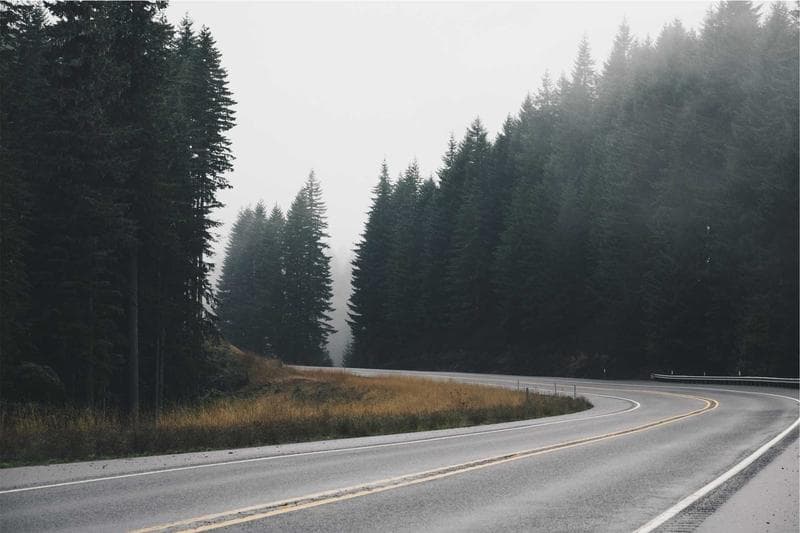 Road by the trees