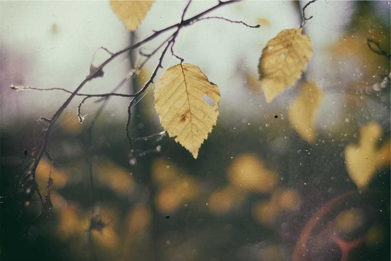 Autumn leaves