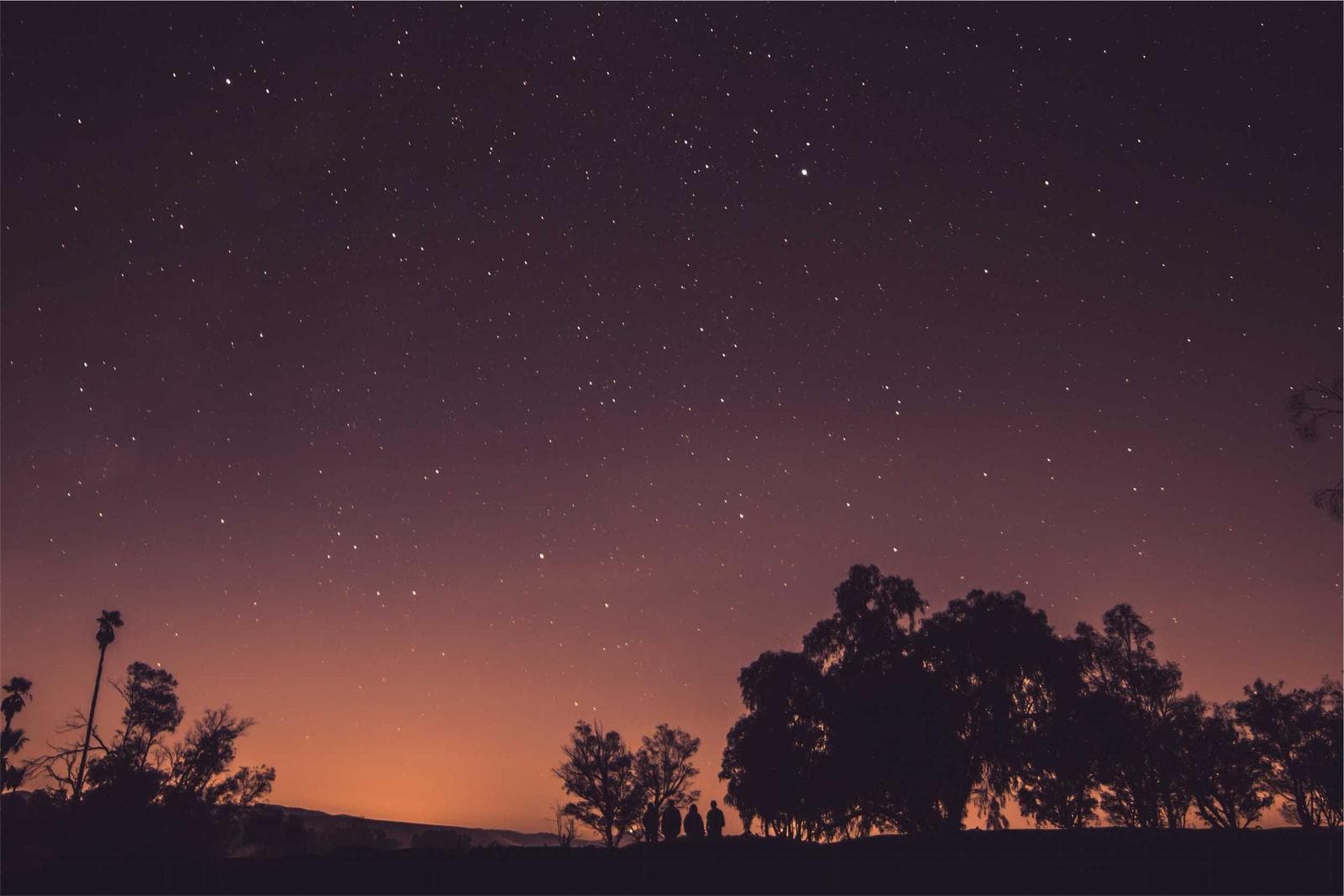 Trees at night
