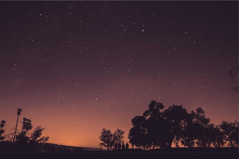 Trees at night