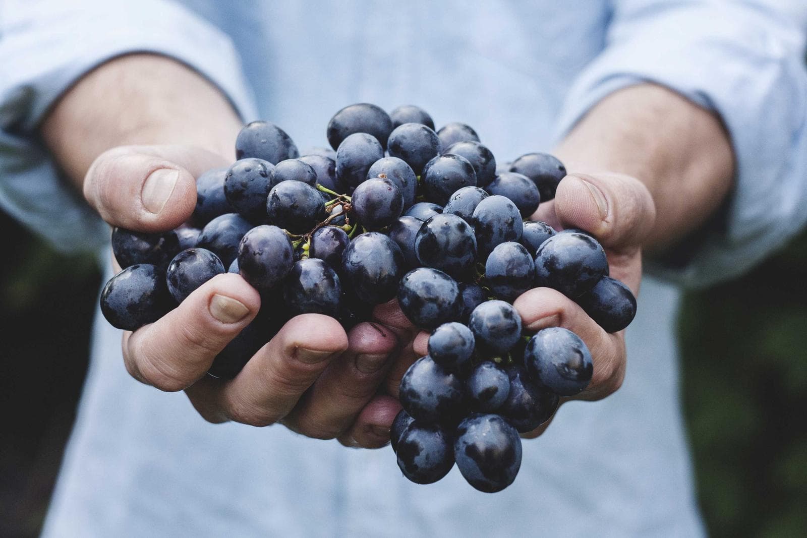 Handful of blueberries