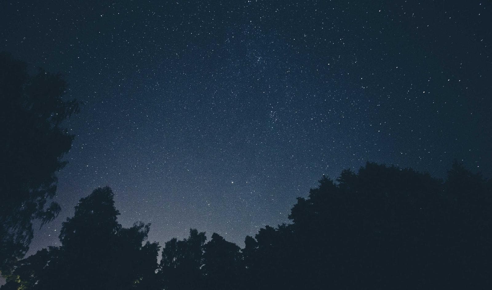 Dark trees